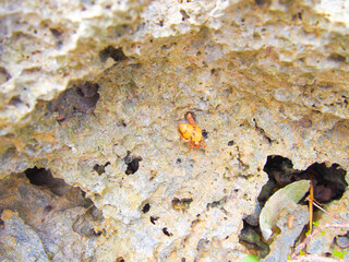 沖縄　久米島の風景　シンリ浜