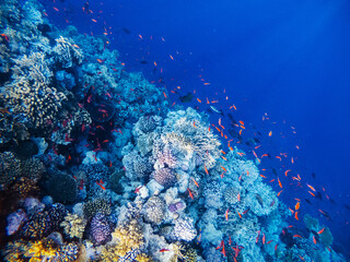 Naklejka na ściany i meble Underwater scene with coral reef in the Red Sea