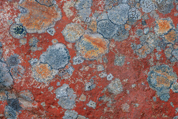 Obraz na płótnie Canvas Colorful lichen growing on a rock in sunlight