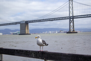 seagull on the pier