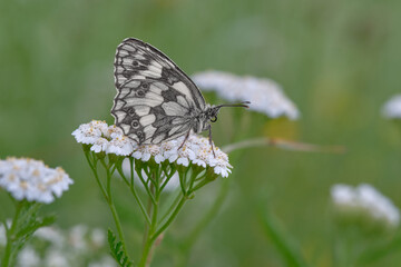 Schachbrettfalter