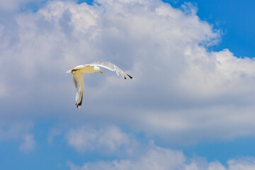 White sea gull fly above the sea