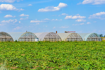 Greenhouses made with metal frame and polyethylene film at field of the marrow plants