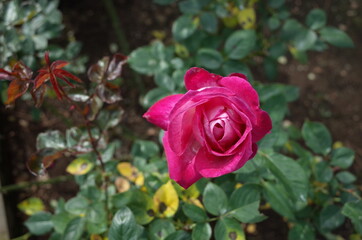 Pink and White Flower of Rose 'Rose Gaujard' in Full Bloom
