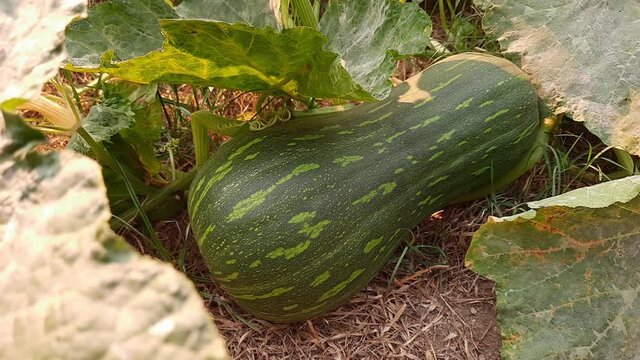 Angri, Italy. Top view of a organic green pumpkin with leaves on the ground in the vegetable garden  and other pumpkin plants on a warm September afternoon. Agriculture.