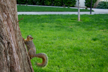 squirrel climbing on a tree