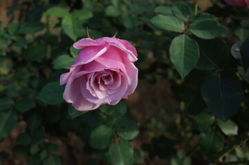 Light Purple Flower of Rose 'Rose Ichikawa' in Full Bloom
