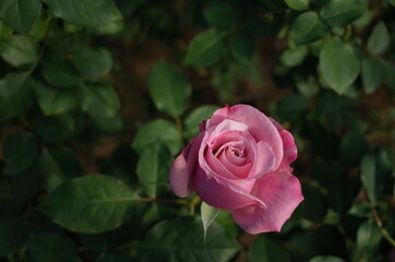 Light Purple Flower of Rose 'Rose Ichikawa' in Full Bloom
