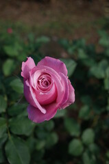 Light Purple Flower of Rose 'Rose Ichikawa' in Full Bloom
