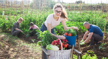 Positive teenage girl posing with crop of vegetables while family working in home garden on sunny summer day.