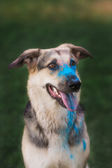 shepherd dog in Holi paints