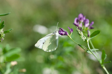 butterfly on a flower