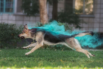shepherd dog in Holi paints