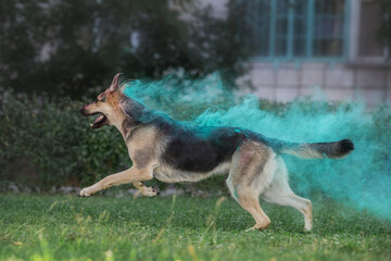 shepherd dog in Holi paints