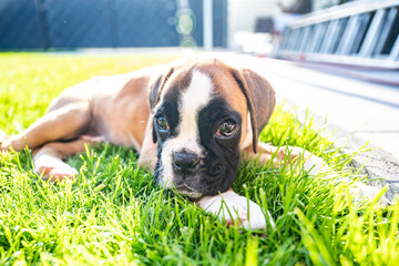 8 weeks young purebred golden puppy german boxer dog lying in green gras