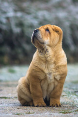 Smooth chow puppy in the garden