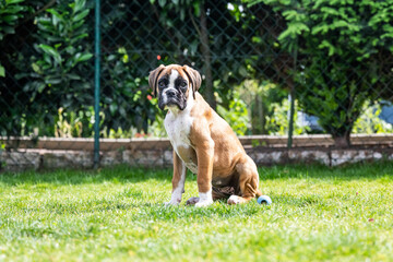8 weeks young purebred golden puppy german boxer dog