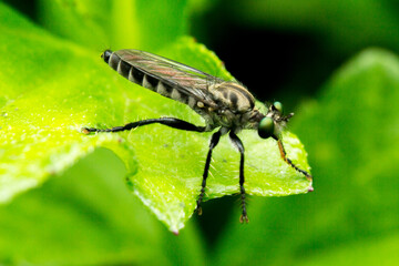 close up of a fly