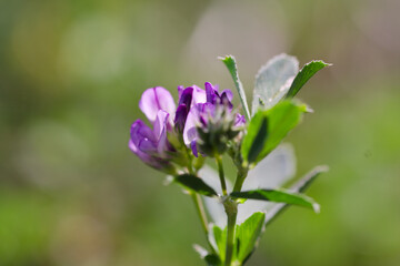 Obraz premium flowers in the forest