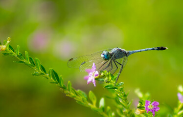 blue dragonfly on a leaf