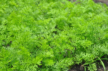 Young carrot plants growing in the soil.