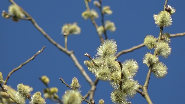 Spring blossoming goat willow Salix caprea branches with golden catkins