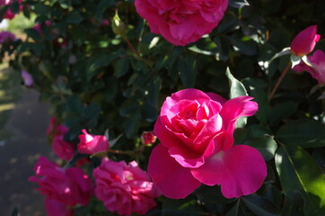 Pink Flower of Rose 'Roseurara' in Full Bloom
