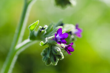 close up of lavender