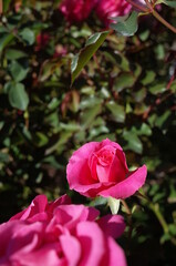 Pink Flower of Rose 'Roseurara' in Full Bloom
