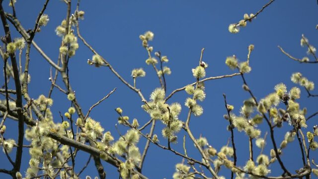 Spring blossoming goat willow Salix caprea branches with golden catkins, zoom out