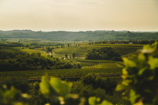 Beautiful panoramic view of vineyards hills in Friuli Venezia Giulia region, Collio, Colli Orientali.