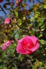 Pink Flower of Rose 'Roseurara' in Full Bloom
