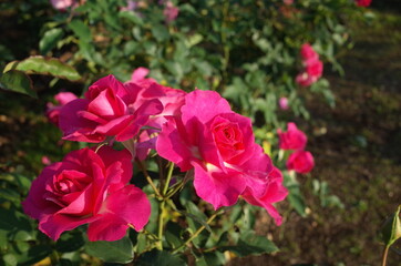 Pink Flower of Rose 'Roseurara' in Full Bloom

