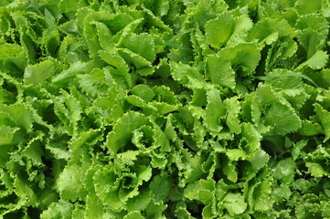 Fresh young lettuce leaves in the garden.