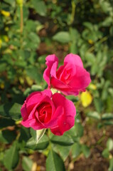 Pink Flower of Rose 'Roseurara' in Full Bloom

