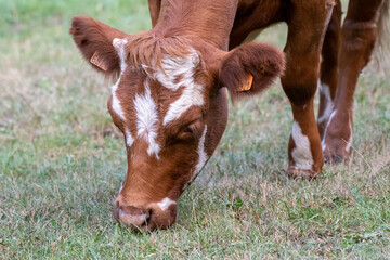 portrait of a grazing cow, brown white