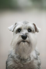 Miniature Schnauzer dog in park