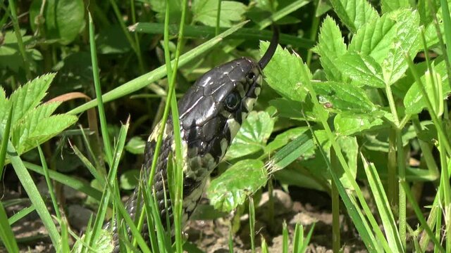 Beautiful grass snake Natrix natrix in spring grass
	

