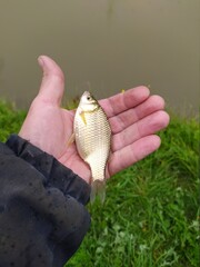 fish in hand