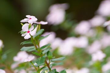 ビンカミニナツ