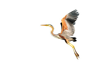 Isolated bird. White background. Purple heron.