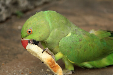 a green color bird parrot eating food