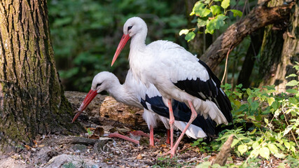 adebar, bird, tier, weiß, schnabel, natur, wild lebende tiere, feather, gras, wild, ciconia, green, weissstorch,