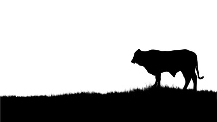 one silhouette of a cow white