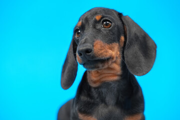 Expressive portrait of cute black and tan dachshund puppy with smart and attentive look on blue background, copy space for advertising text, front view.