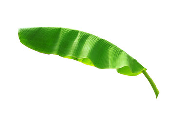 green banana leaf isolated on white background