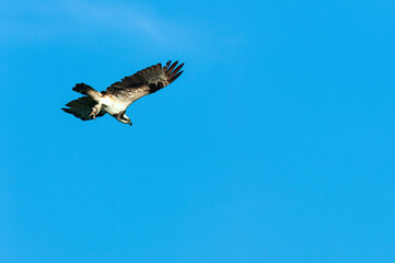 An Osprey flying in the blue sky.