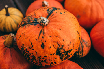 Group of Pumpkins. Pumpkin pile. Thanksgiving pumpkin. Pumpkin closeup.  Autumn decoration