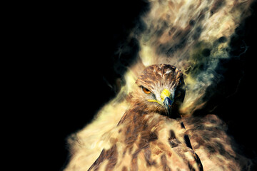 Abstract nature. Dispersion effect. Black background.  Bird of prey.