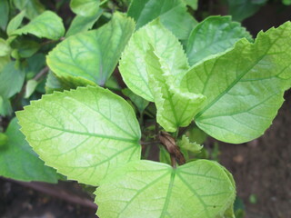 Heavycus Leaves Closeup